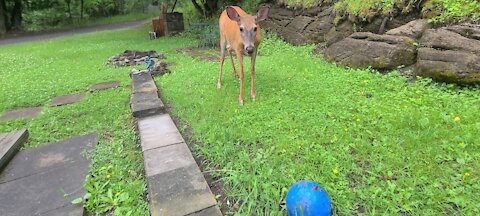 Deer confused about the ball