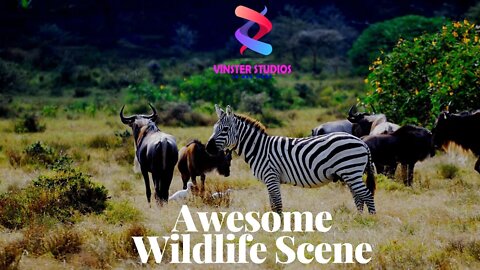 Amazing Wildlife Scenes From Around The World With Relaxing Music.
