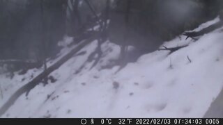 Coyote near fox den 2-2-2022