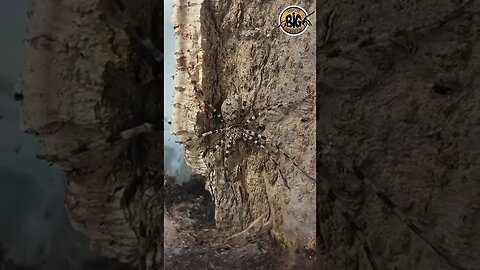 H. maxima sp. "Thai Cave Spider" Update #shorts