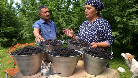 Harvesting Black Mulberries and Preserve for Winter, Outdoor Cooking