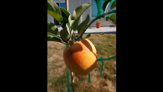 Homesteading #1 - Golden delicious apple