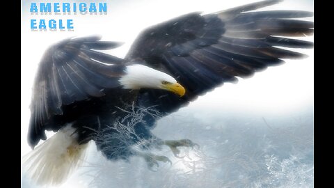 American Eagle - National Geographic Documentary