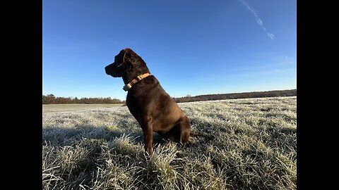 Chocolate Labrador - Friend Hunting