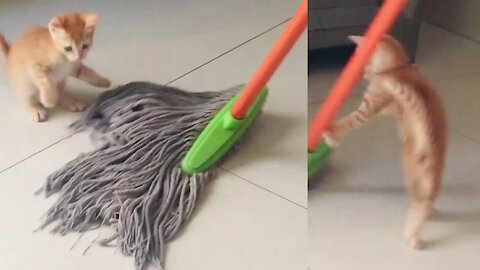 Funny Kitten Playing With Floor Cleaner