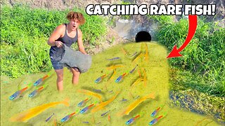 I Found RARE Aquarium FISH LIVING In Tiny Creek!