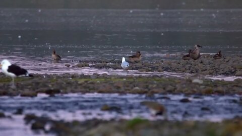 Chilean Pintails On Rivers Edge With Yellow Legged Gull Walking Past In Chiloe Island Chile. Low Ang