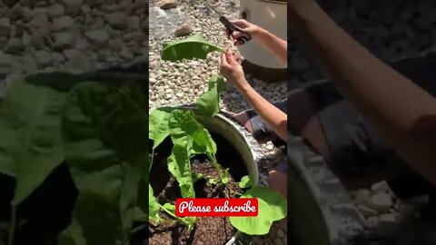 Quick and Easy Horseradish Greens Harvest! 🥬 #shorts