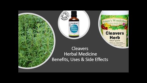 Cleavers - Herbal Medicine - Benefits, Uses & Side Effects