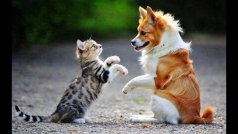Funny animals - Funny cats / dogs, funny animals dancing 💃😄, funny animals fighting
