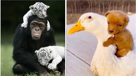 Animals Adopting | Animals Adopting Other Animals | Wildlife Photography