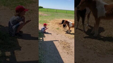 Kids First Attempt to Get Miniature Horses to Come