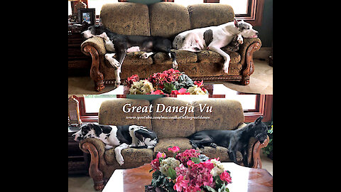 Great Dane Deja Vu of Sweet Sofa Slumber Memories Past and Present