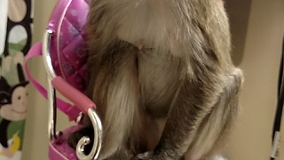 Monkey Manicure