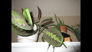 Heart Filled Prayers Prayer Plant Nov 2022