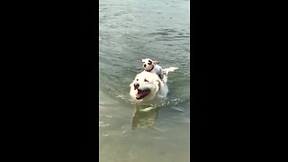 Chihuahua rides on back of big swimming doggy