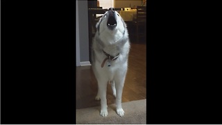 Husky Throws Hilarious Mid-Day Temper Tantrum