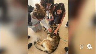 Spanish River Community High School uses therapy dog to improve students' mental health