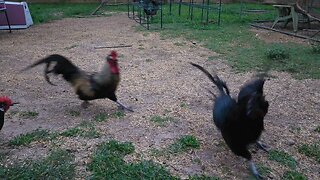 Ozzy the OG Rooster gets OWNED by son Specks! Funny reaction!