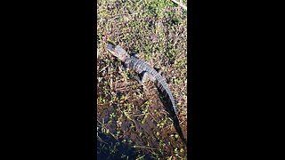 LIL ALLIGATOR