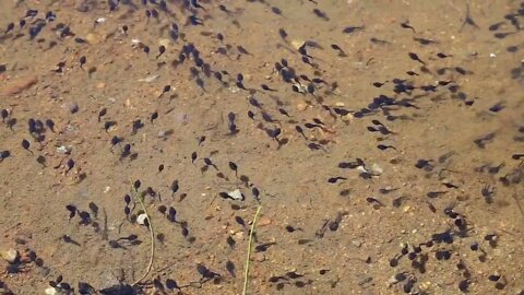 Tadpole pollywogs on the shore of a beautiful lake