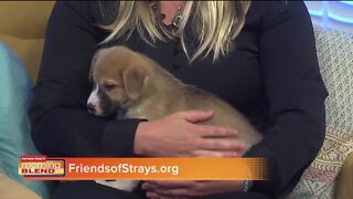 Pet Patrol | Morning Blend