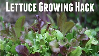 How to Grow Lettuce for Massive Yields - From Seed or Transplanting - Garden Hack