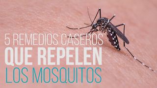 Aproveite a Vida sem Mosquitos com Estas 5 Dicas!