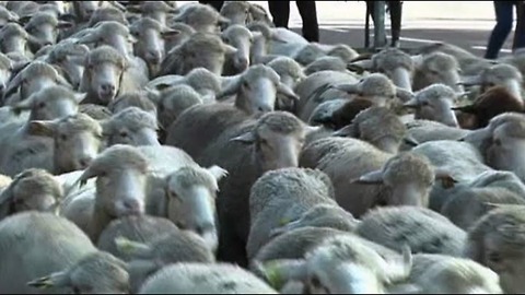 3000 Sheep Stroll Through Madrid
