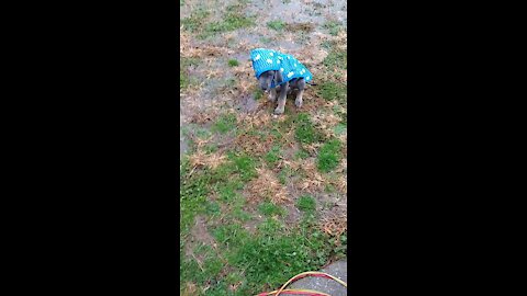 Ducky Rain Jacket