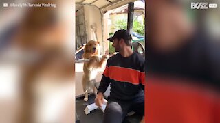 Dog is the worst bench press spotter