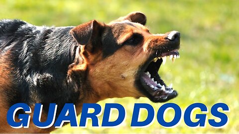 DOGS BARKING!! Angry Dogs | Real Guard Dogs | Defending You!