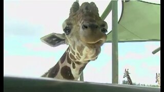 Outpouring of support through social media after giraffes die at Lion Country Safari