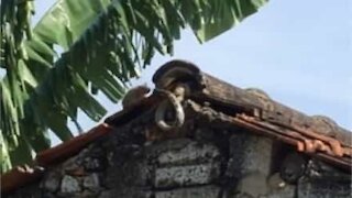 Un rat attaque un serpent pour sauver ses bébés