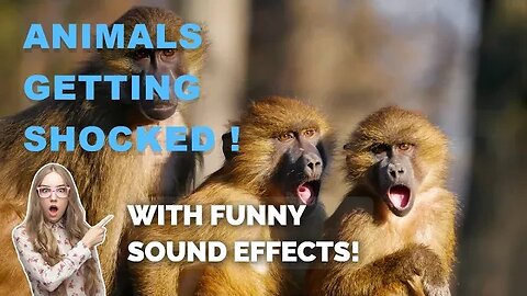 Animals Getting Shocked with Funny Sound Effects!!