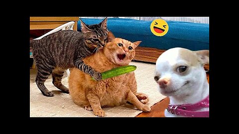 Funny Dogs And Cats Videos 2024 😅 - Best Funniest Animal Videos