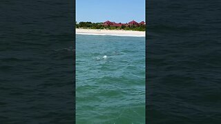 Dolphins at Cape May Lighthouse 🐬 #Shorts