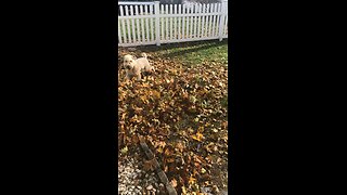 Teddy loves the leaf blower!