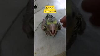 تطعيم فراخ كاليبسيت لاتينو عين حمراء روعة