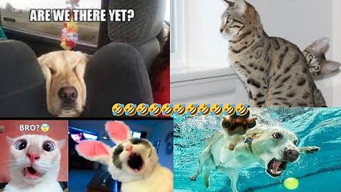 Funniest Animals 2023 😅 . Try not to laugh 🤣 .PLZ LIKE AND FOLLOW 4 MORE
