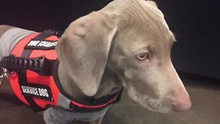 KC Mavericks fostering service dog for veteran