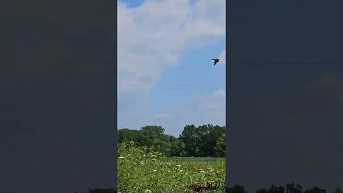 Wildlife around the Farm 🚜 series, Yellow Zebratail Butterfly, and Black-necked Grebe (water bird)