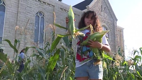 KCK Police Athletic League tries its hand at corn farming, hosts 'elote fiesta' to celebrate harvest