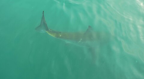 Dad Taken by Shark While Swimming With Kids