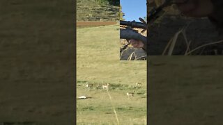 Pronghorn Hunting Wyoming.