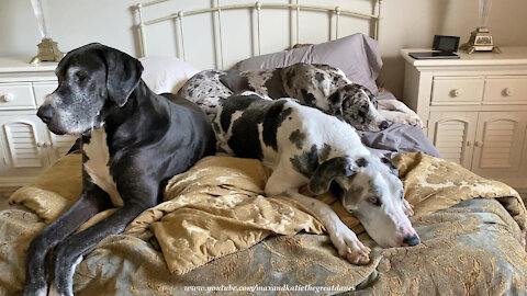 Funny Three Great Dane Woofing Watch Dogs Share A Queen Size Bed