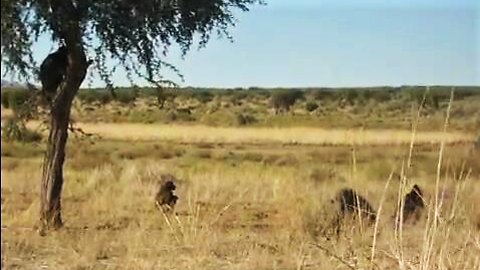 Orphaned baboons enjoy free time in the wild