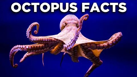 Top 10 Facts About Octopuses and Why We Shouldn't Eat Them