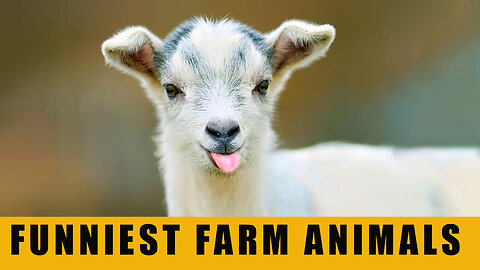 Funniest Farm Animals videos