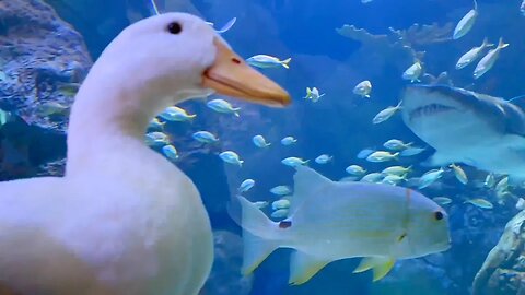 I took my duck to the Aquarium 🐙🦢
